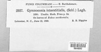 Gymnoconia interstitialis image